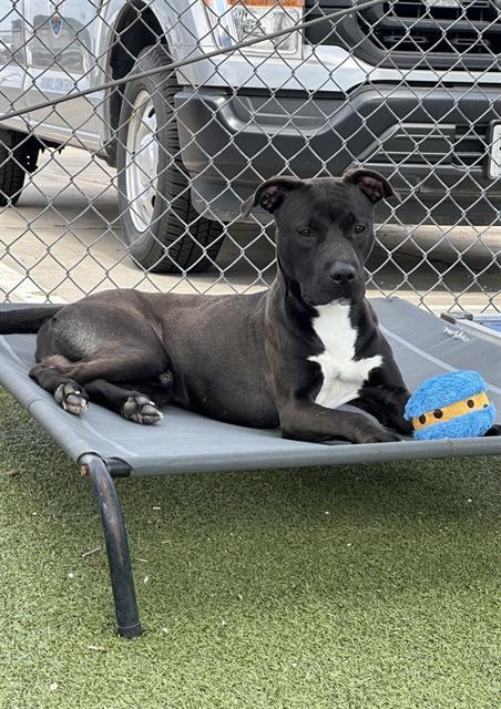 POE (ROLLY ROO), Adoptable, Young Male Pit Bull Terrier.