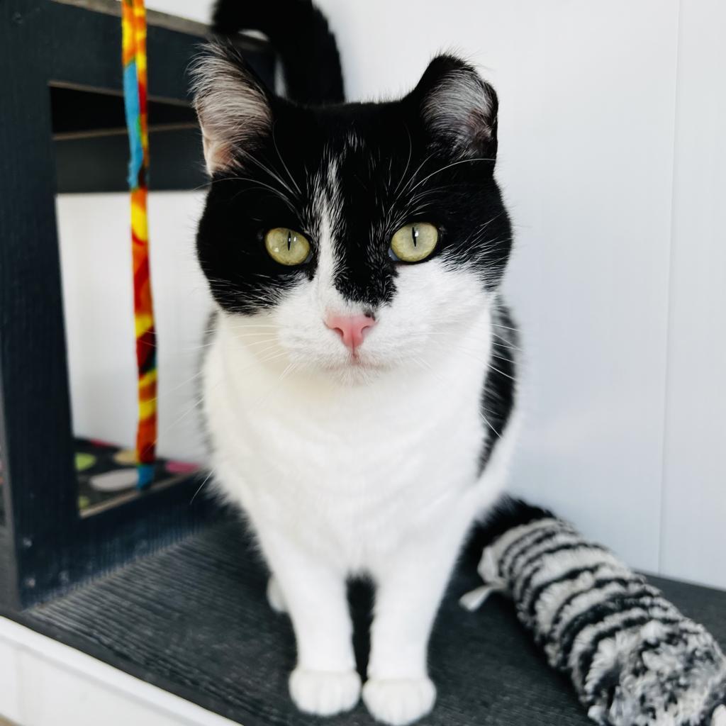 Tapani, a Adoptable Domestic Short Hair in Green Bay, WI image 1/6