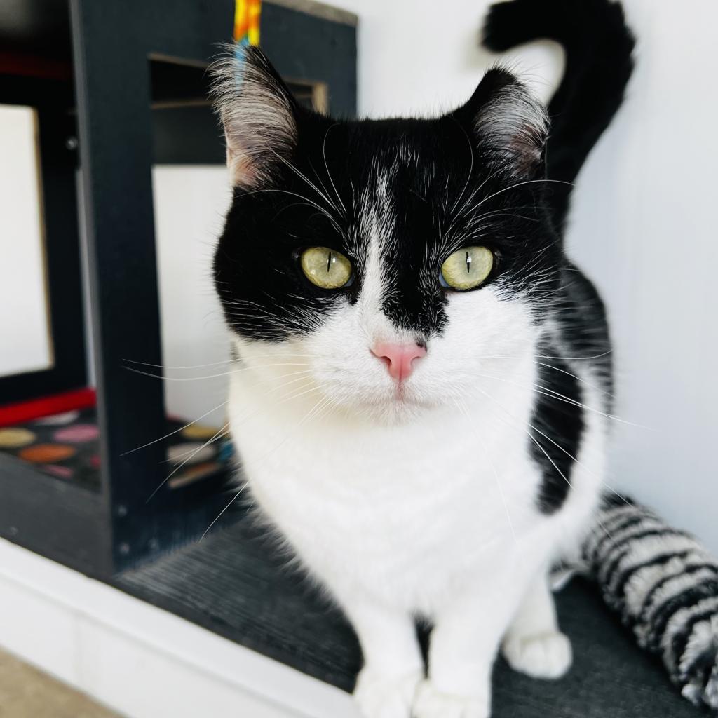 Tapani, a Adoptable Domestic Short Hair in Green Bay, WI image 2/6