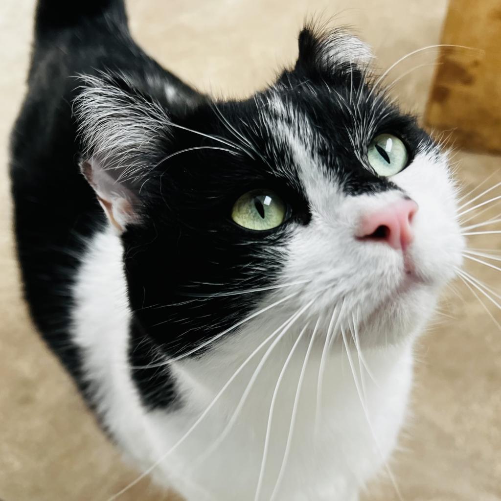 Tapani, a Adoptable Domestic Short Hair in Green Bay, WI image 3/6