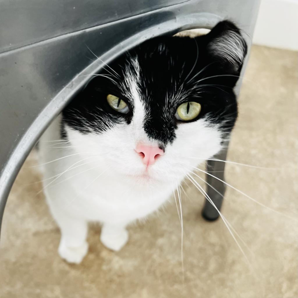 Tapani, a Adoptable Domestic Short Hair in Green Bay, WI image 4/6