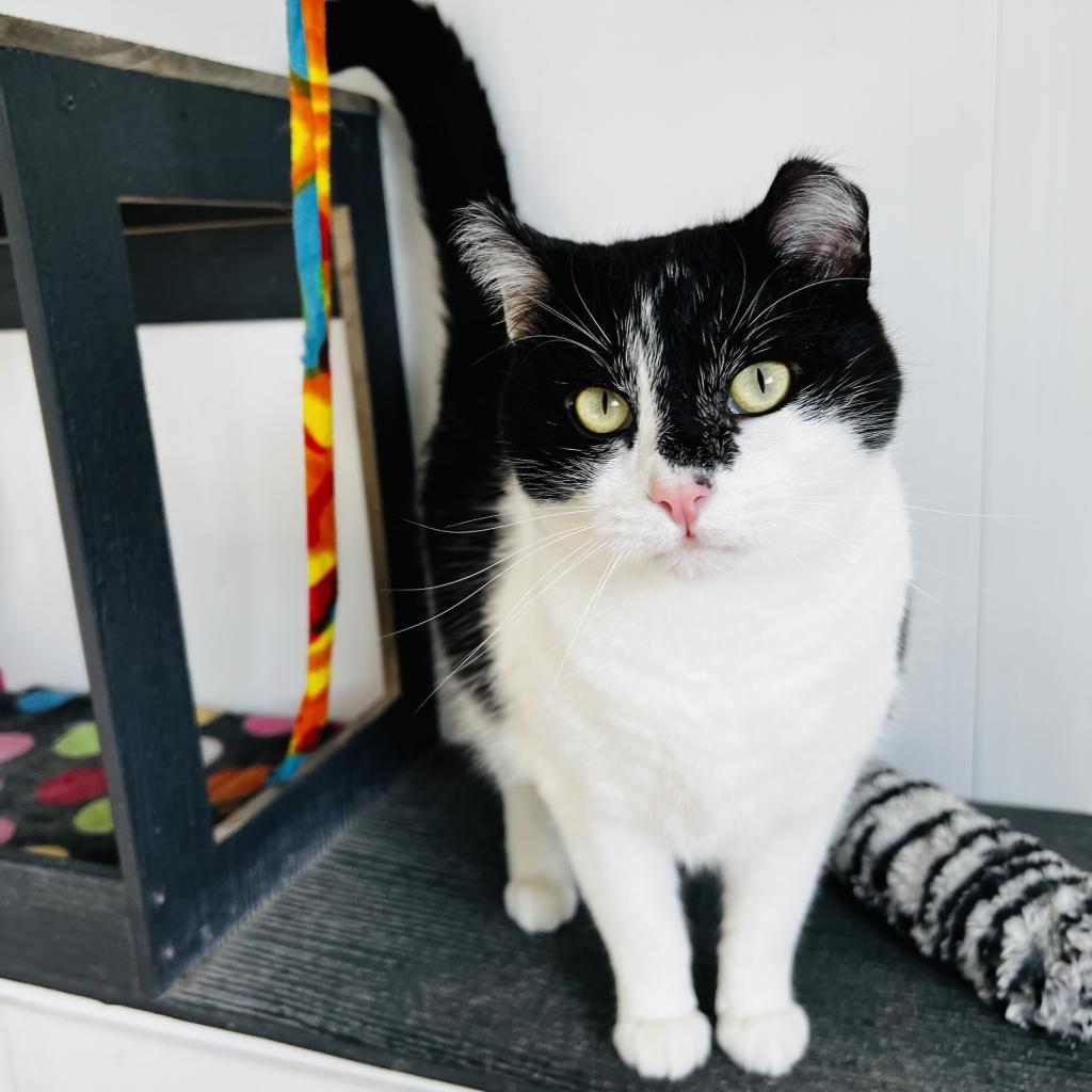 Tapani, a Adoptable Domestic Short Hair in Green Bay, WI image 5/6