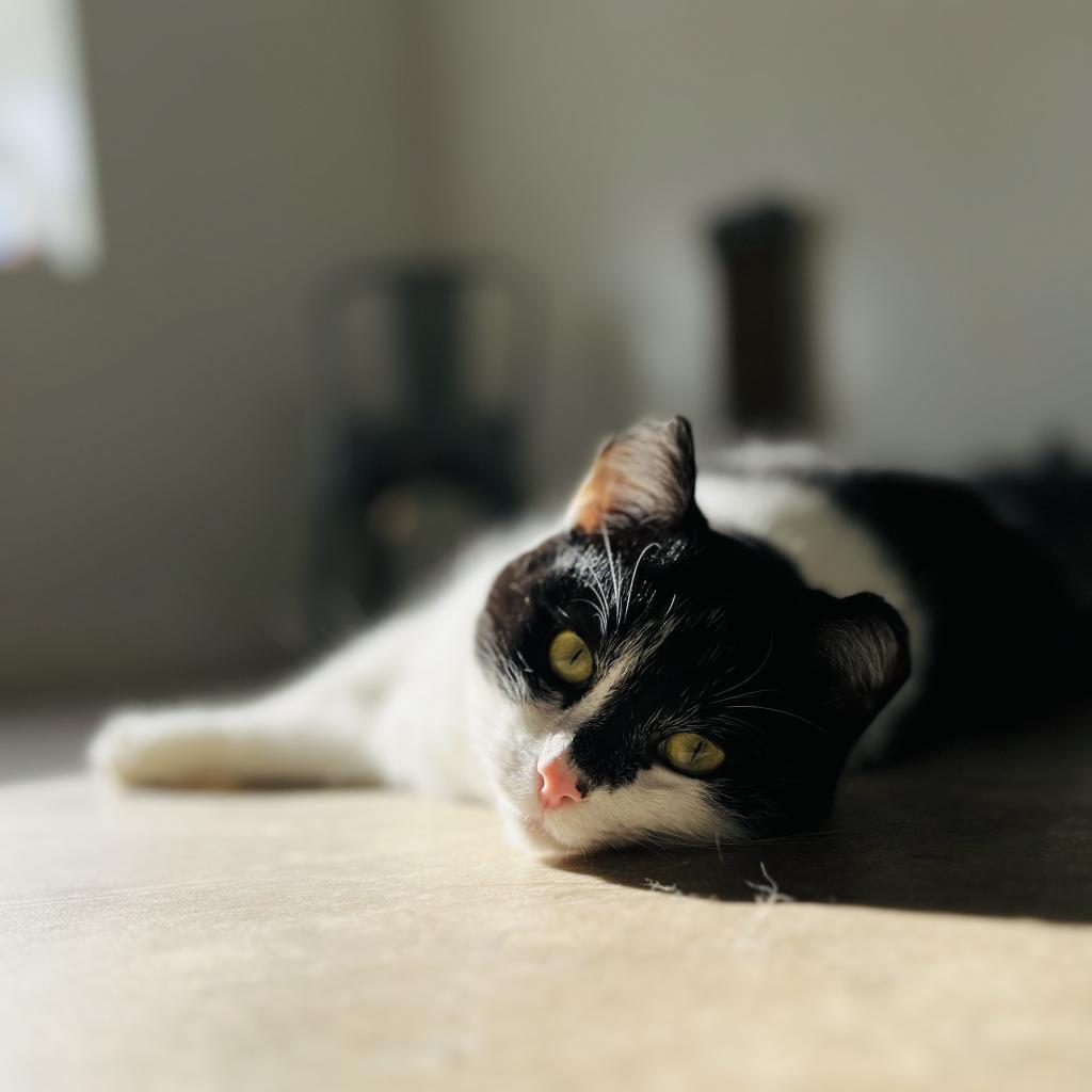 Tapani, a Adoptable Domestic Short Hair in Green Bay, WI image 6/6