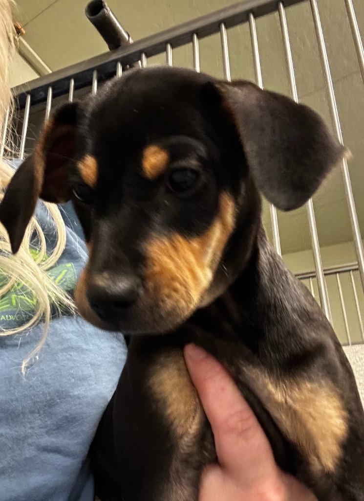 Jenny, Adoptable, Puppy Female Mixed Breed.