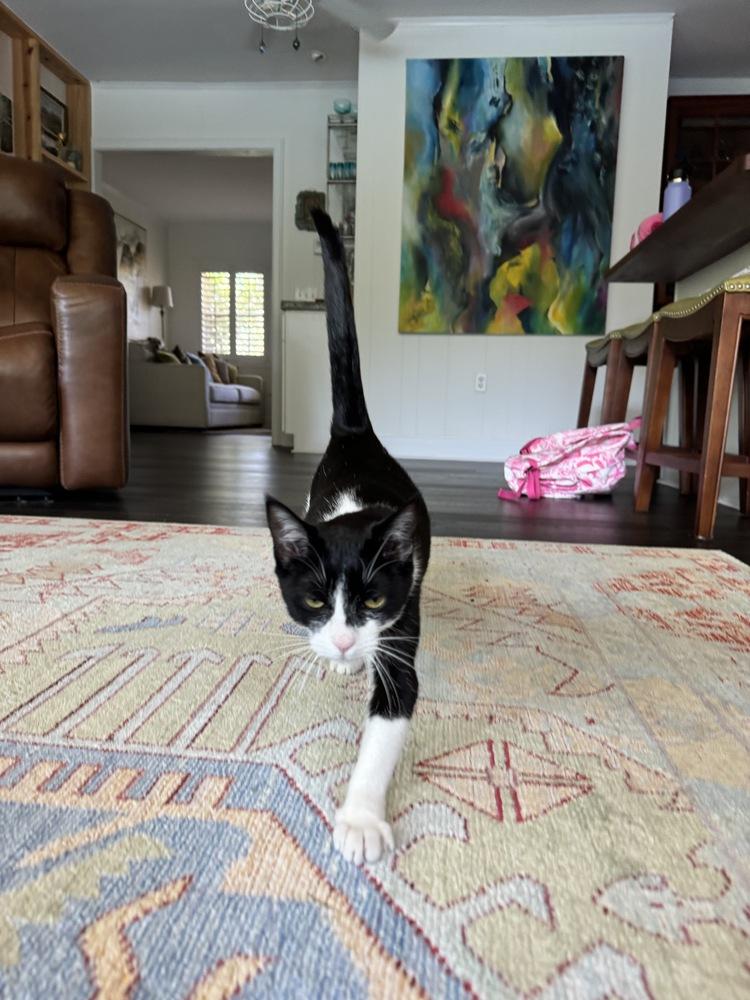 Pandora, Adoptable, Young Female Domestic Short Hair.