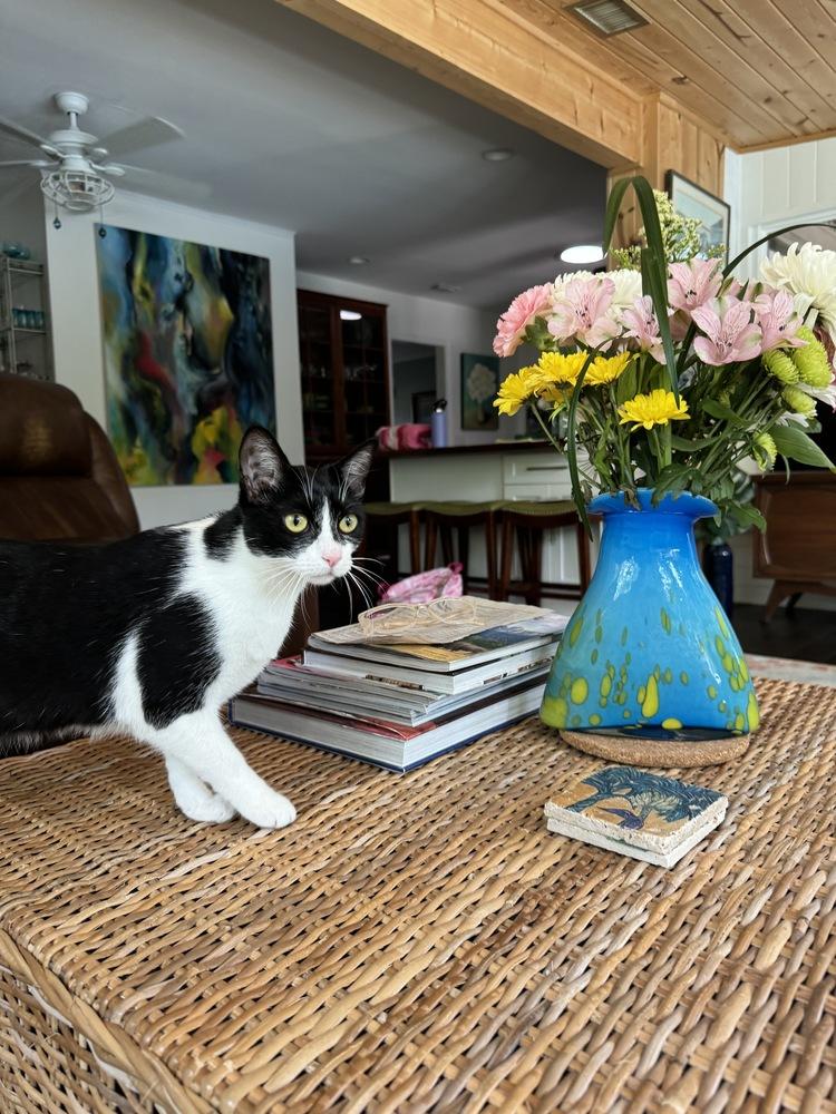 Enlarge Pandora, a Adoptable Domestic Short Hair in Saint Augustine, FL image 2/5