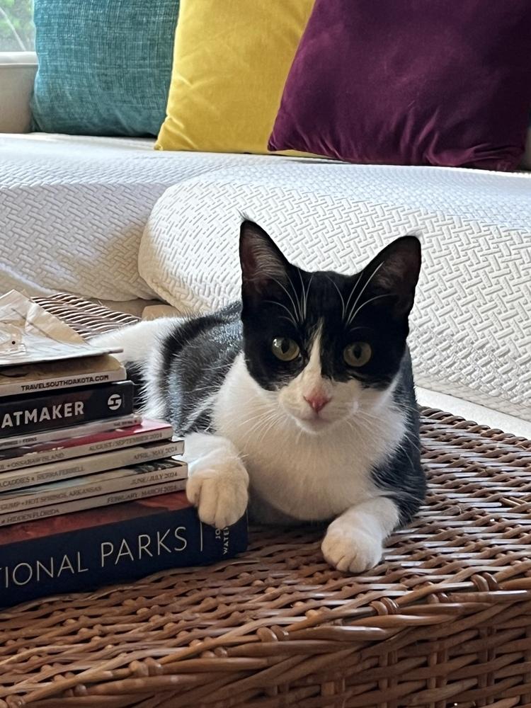 Enlarge Pandora, a Adoptable Domestic Short Hair in Saint Augustine, FL image 3/5