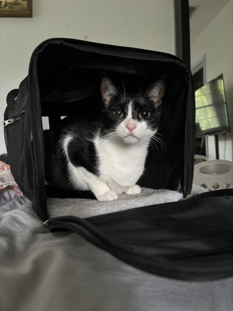 Enlarge Pandora, a Adoptable Domestic Short Hair in Saint Augustine, FL image 4/5