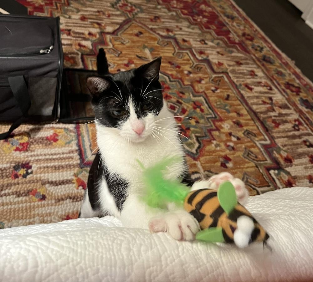 Enlarge Pandora, a Adoptable Domestic Short Hair in Saint Augustine, FL image 5/5