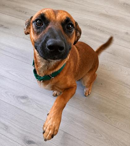 Enlarge Mary Anne, an adoptable mixed breed in Inverness, FL image 1/2