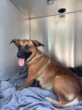 Enlarge Mary Anne, an adoptable mixed breed in Inverness, FL image 2/2