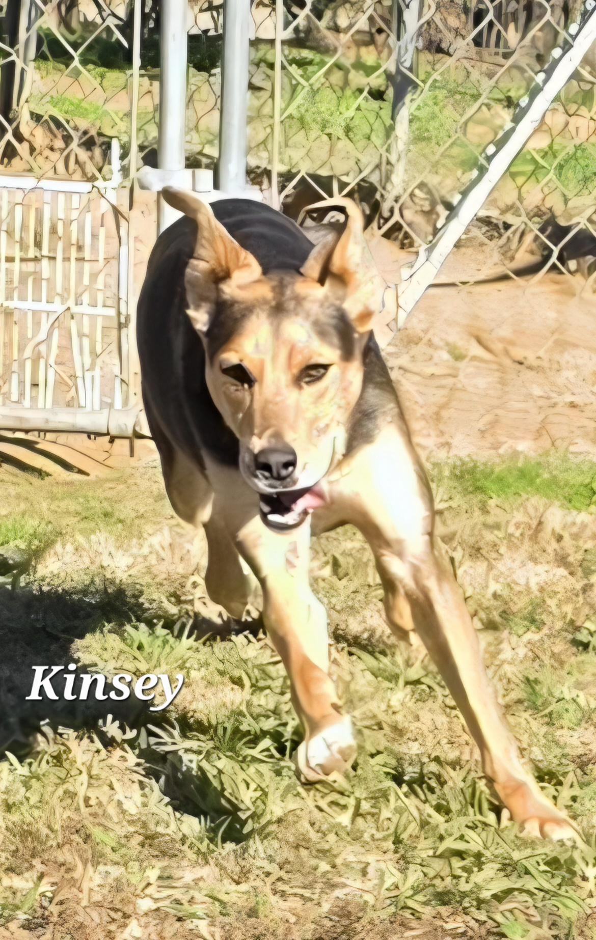 Enlarge Kinsey, a Adoptable Border Collie in Manchester, CT image 1/2