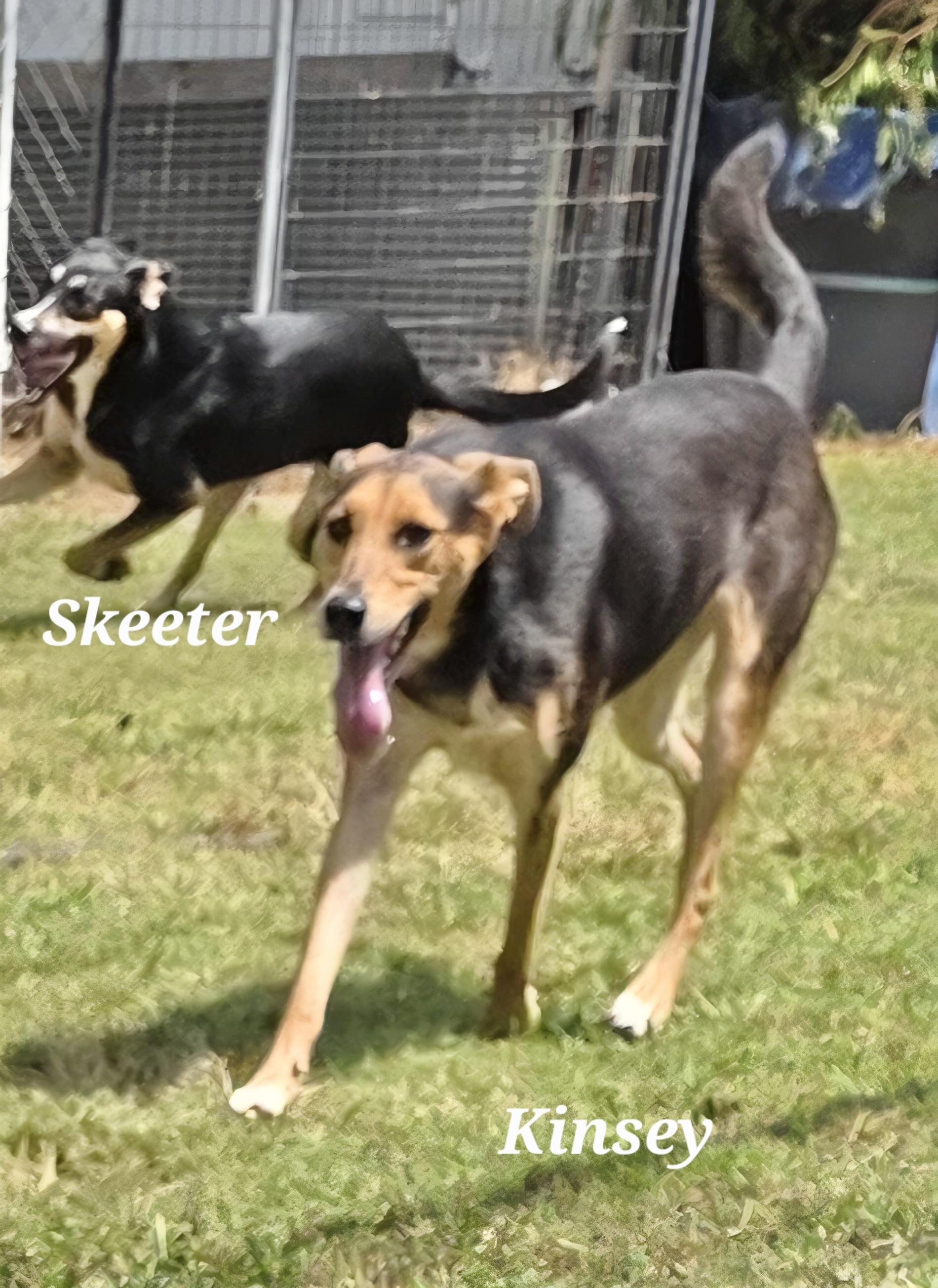 Enlarge Kinsey, a Adoptable Border Collie in Manchester, CT image 2/2