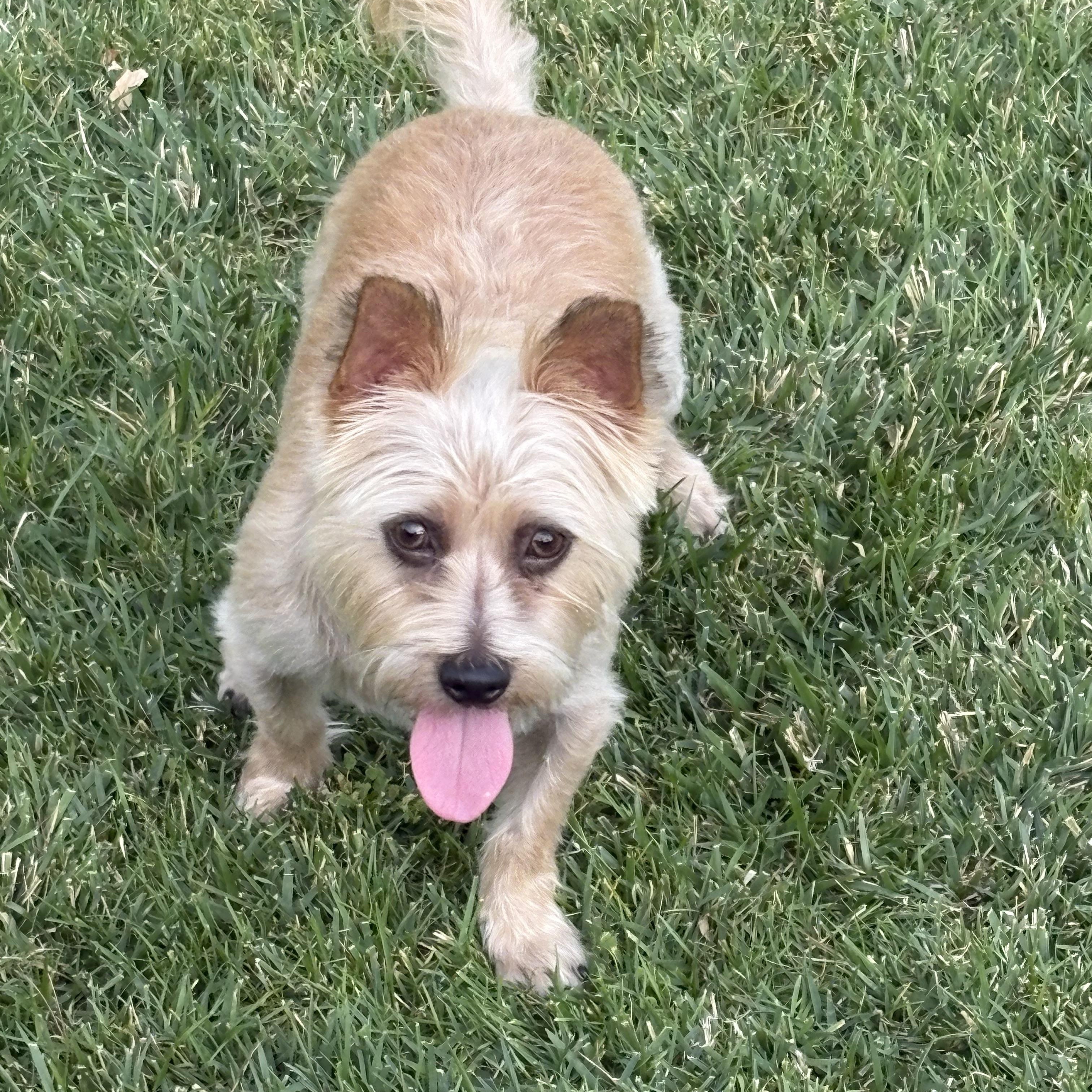 Enlarge Sparky , a Adoptable mixed breed in Pleasanton, CA image 5/5
