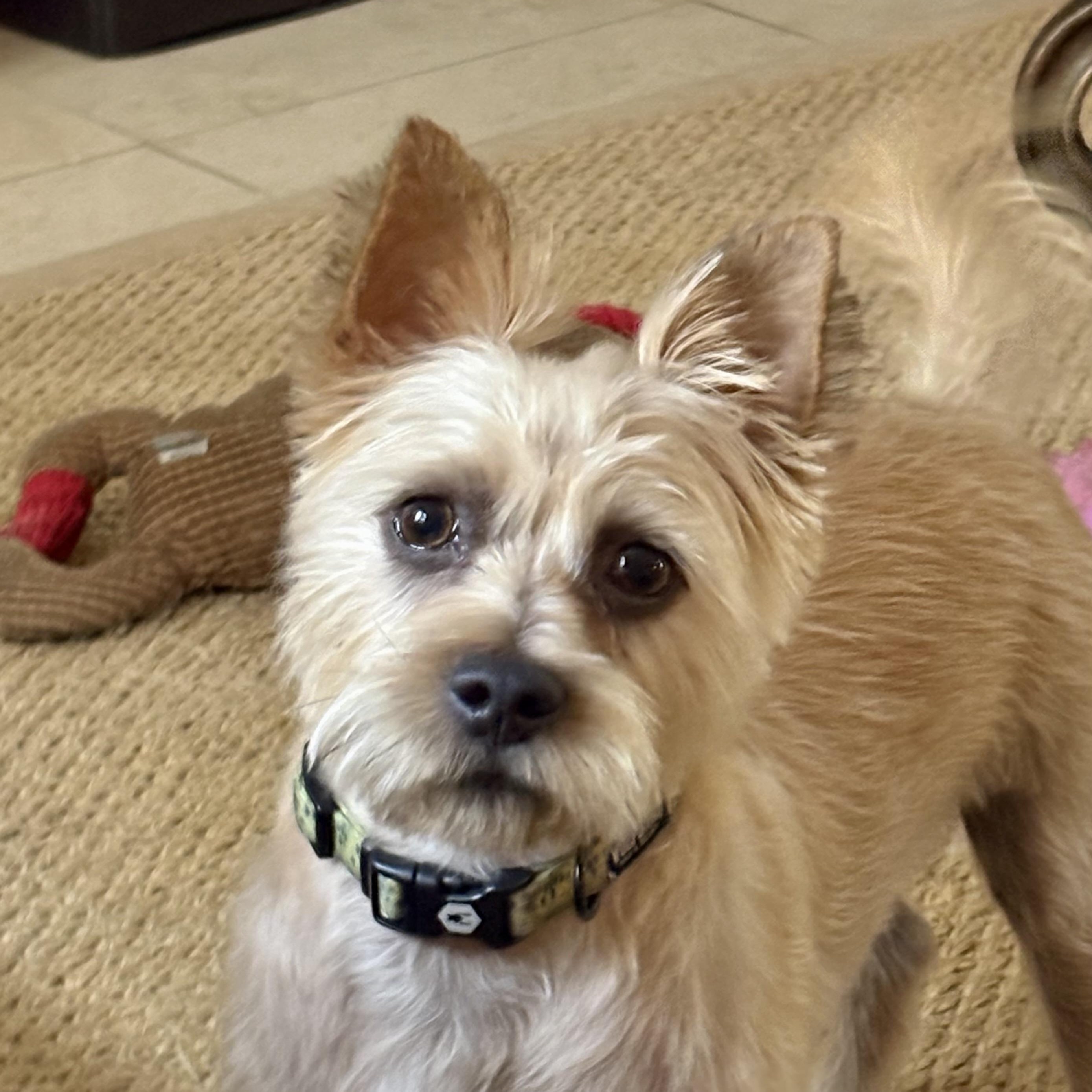 Enlarge Sparky , a Adoptable mixed breed in Pleasanton, CA image 1/5