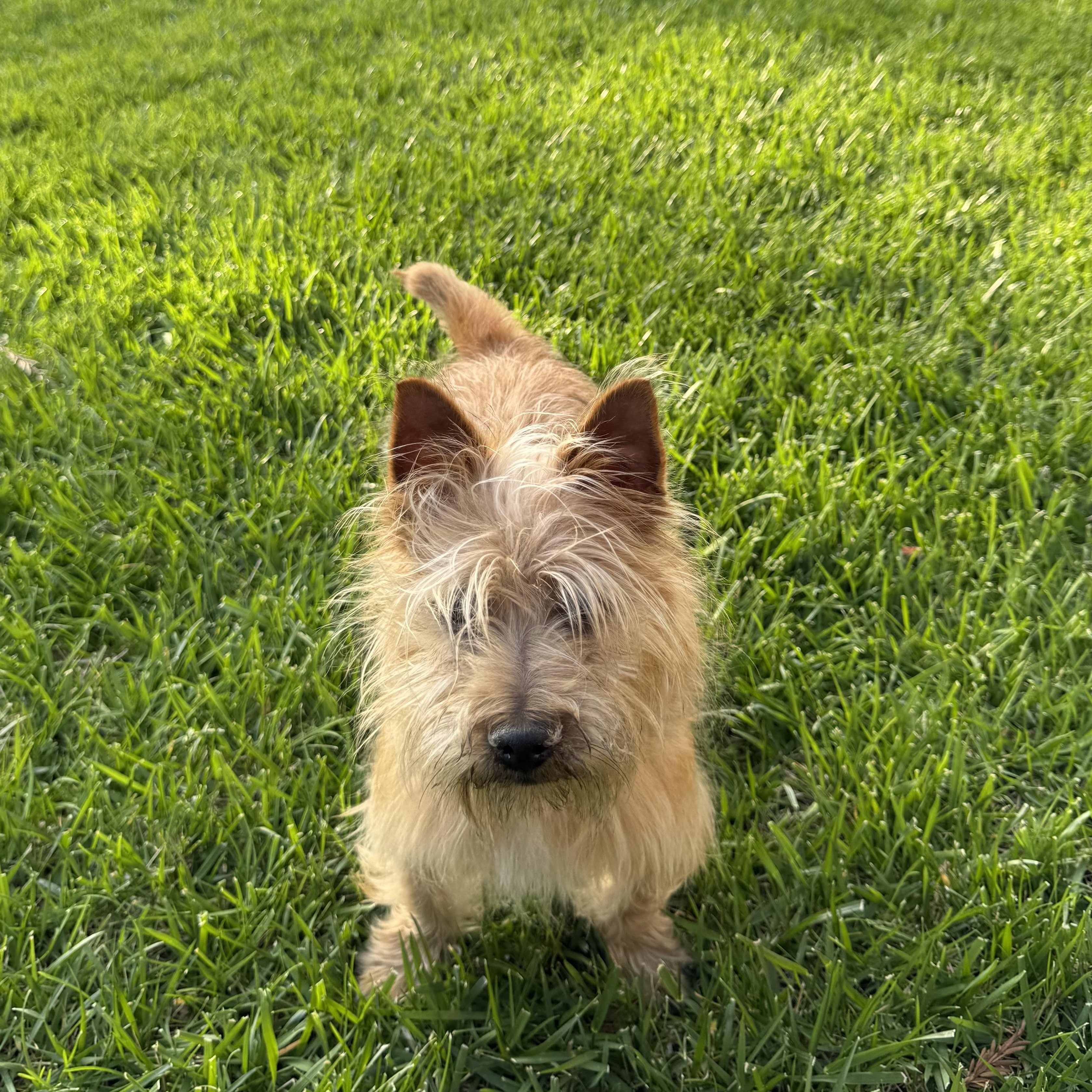 Enlarge Sparky , a Adoptable mixed breed in Pleasanton, CA image 3/5