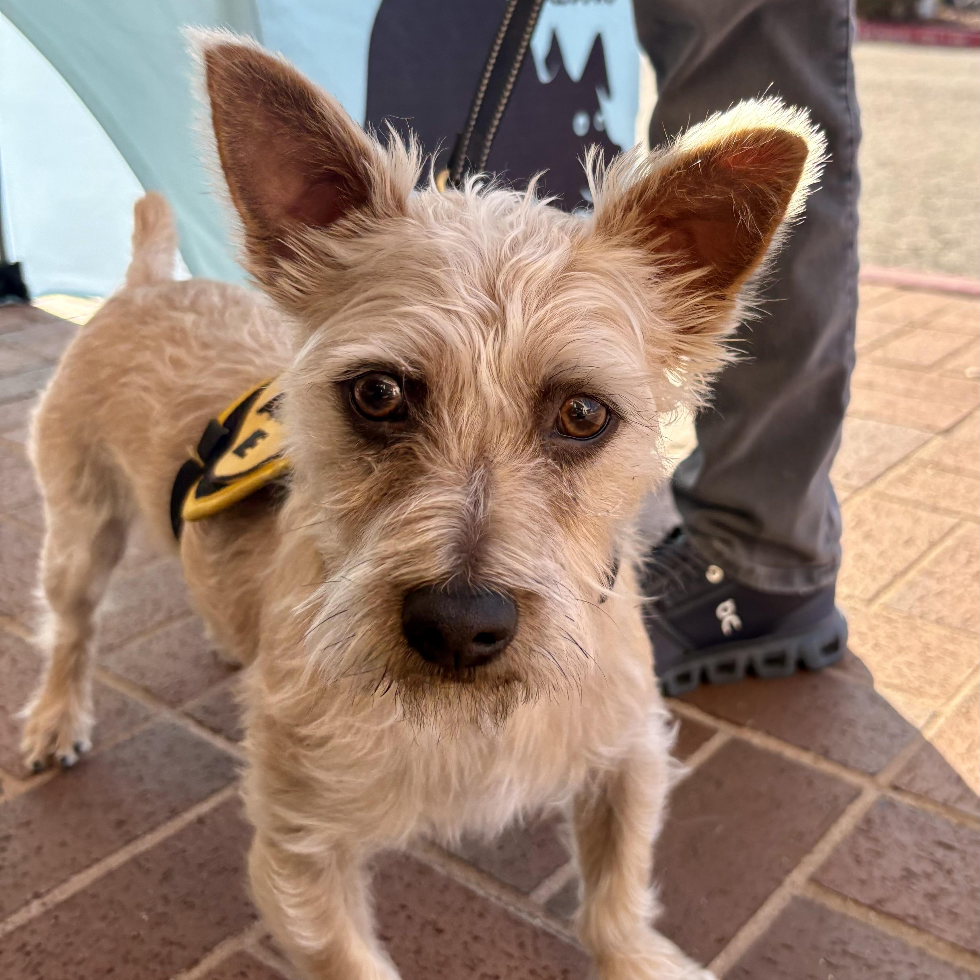 Sparky , Adoptable, Adult Male Cairn Terrier & Terrier.
