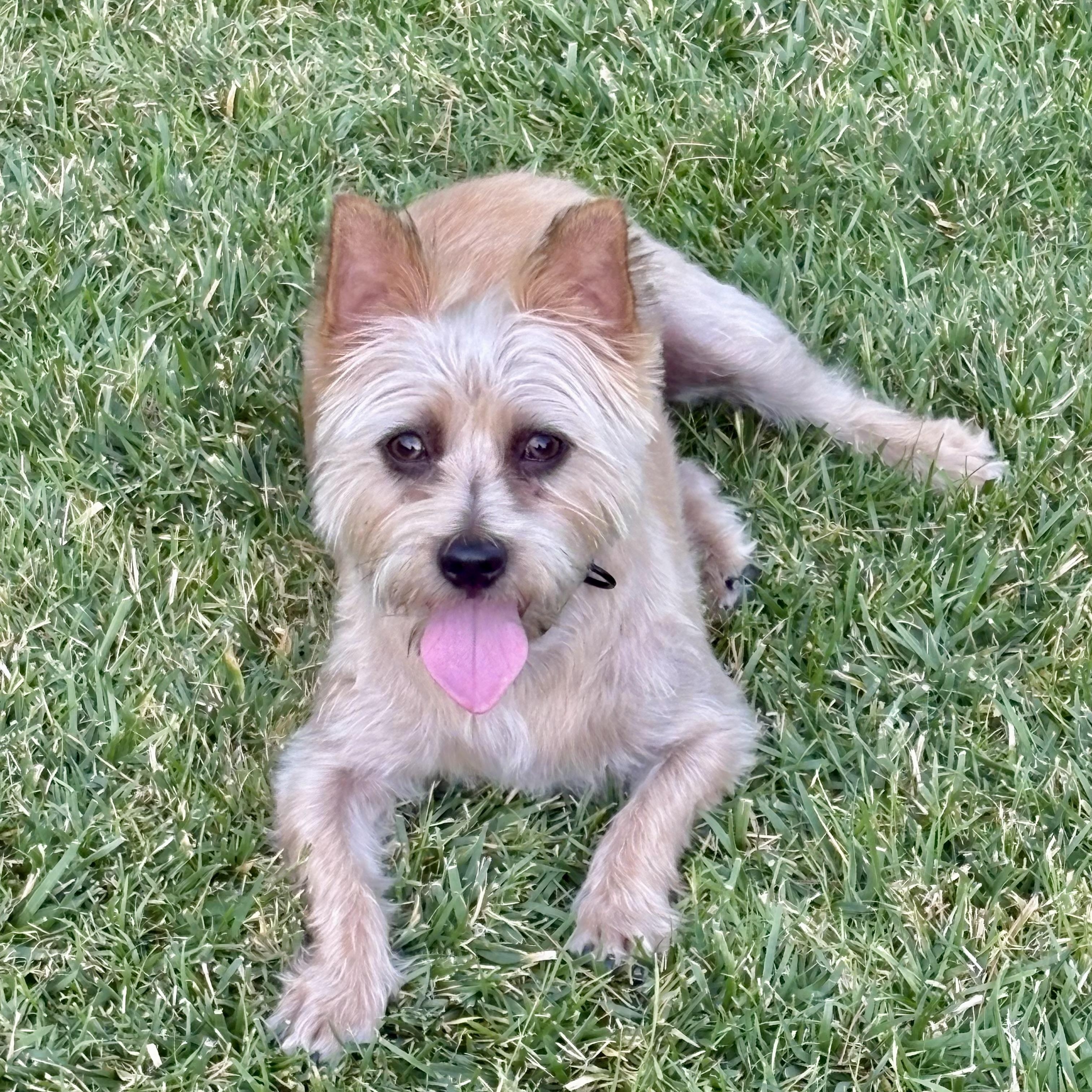 Enlarge Sparky , a Adoptable mixed breed in Pleasanton, CA image 2/5