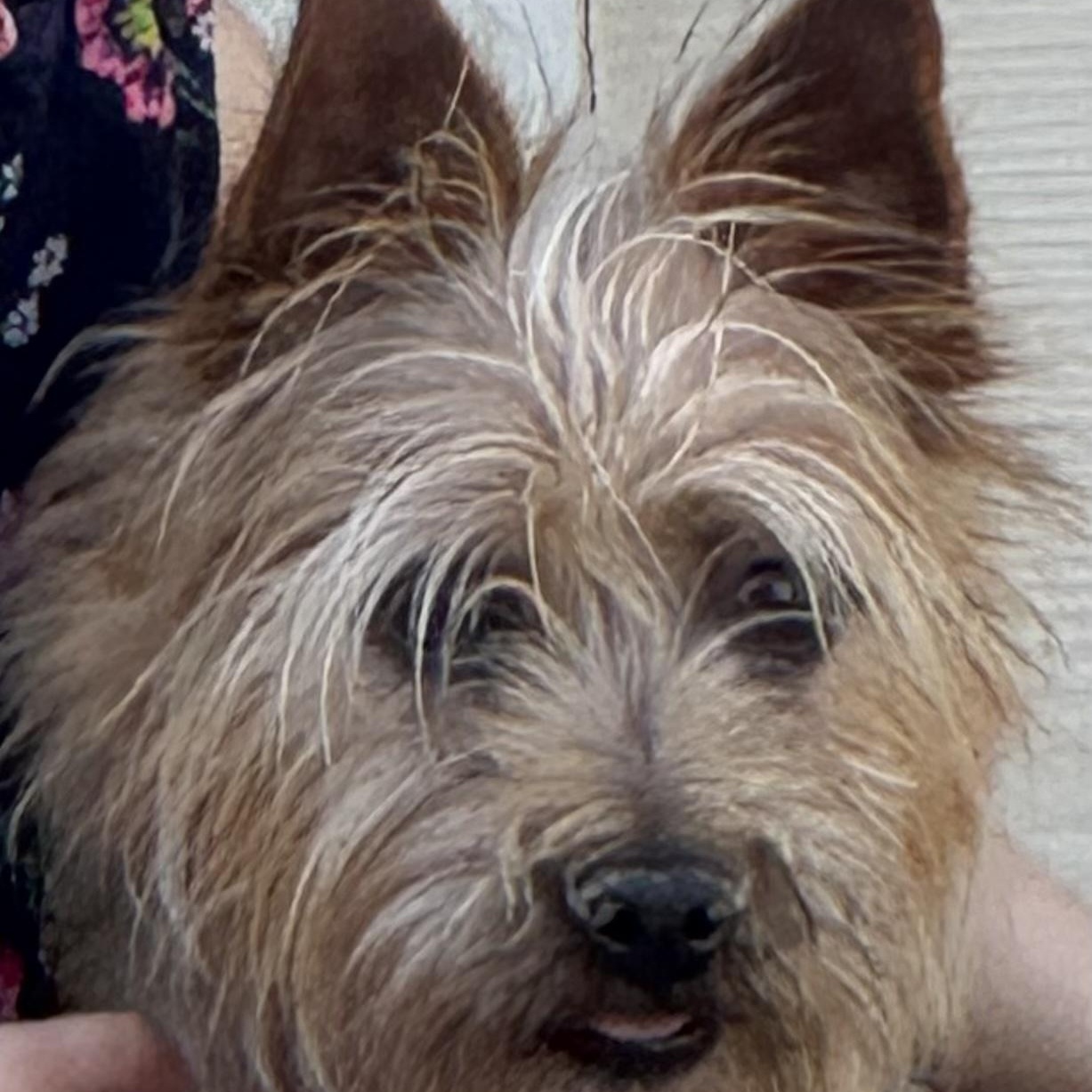 Enlarge Sparky , a Adoptable mixed breed in Pleasanton, CA image 1/5