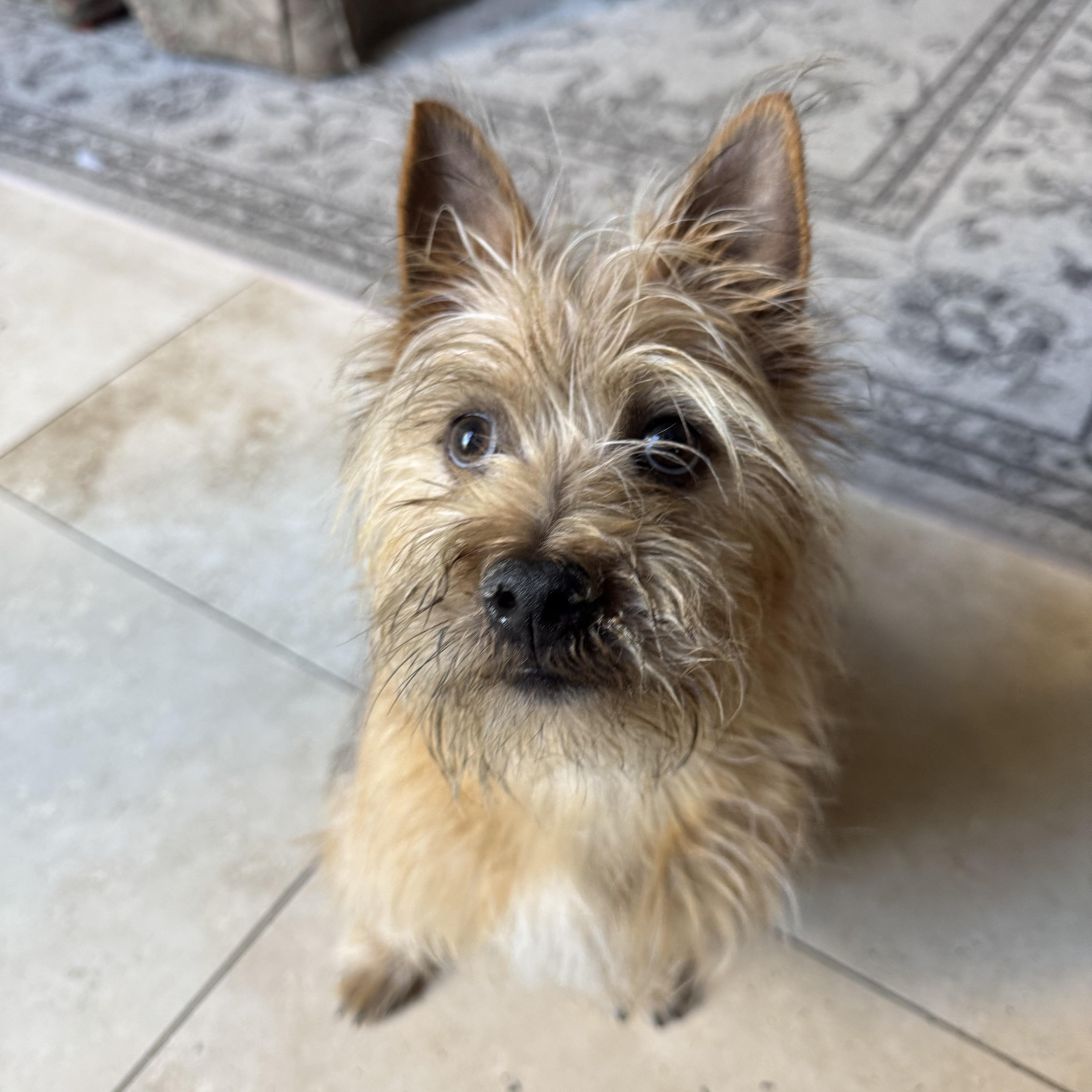 Enlarge Sparky , a Adoptable mixed breed in Pleasanton, CA image 5/5