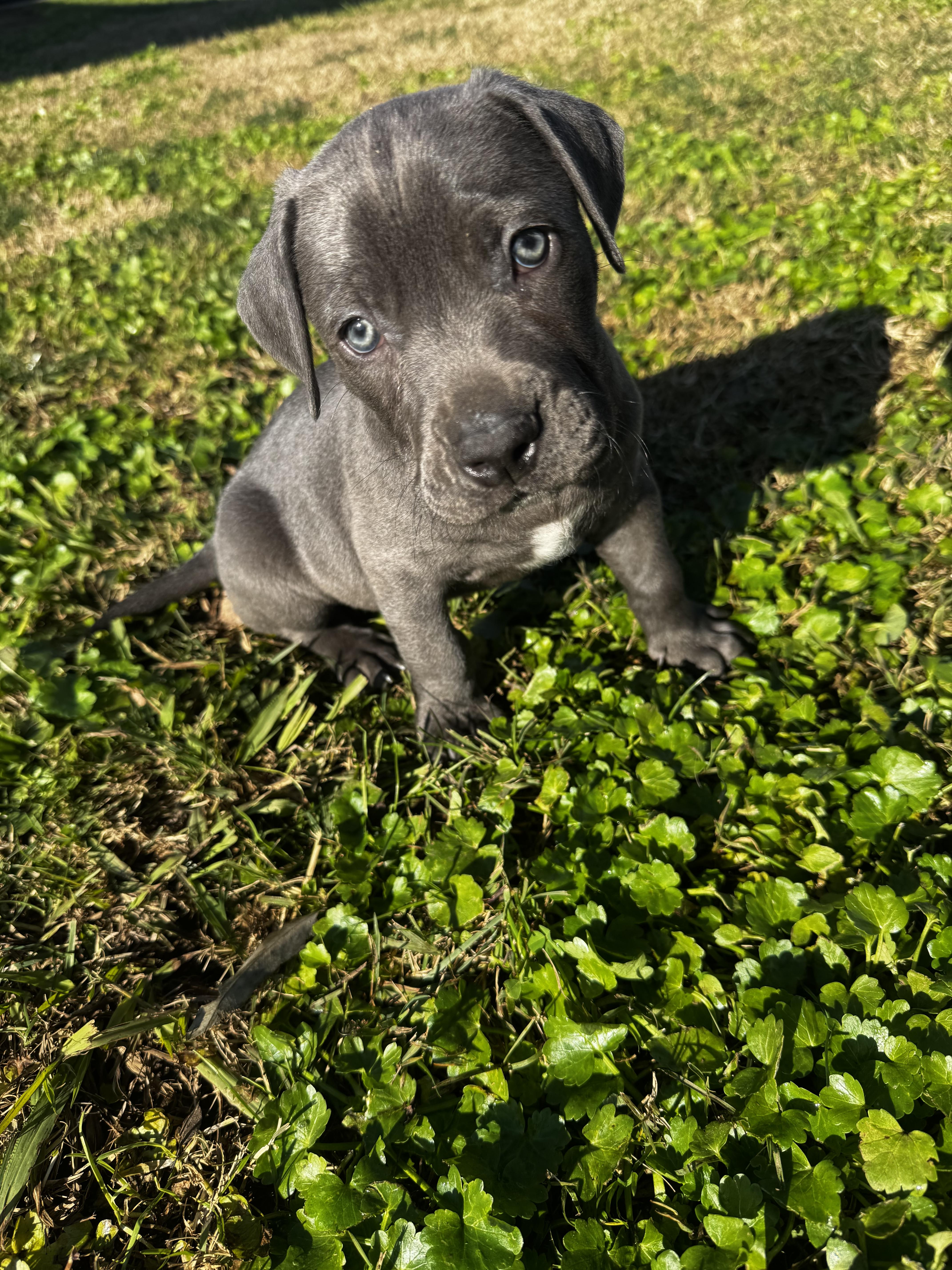 Wren, ADOPTABLE, Puppy Male Weimaraner & Pit Bull Terrier.
