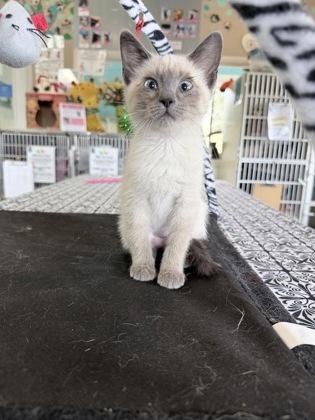 Peppa, adopted, Kitten Female Domestic Short Hair.