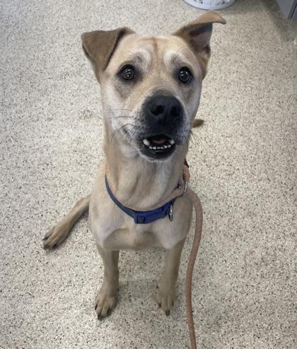 Kingston, Adoptable, Adult Male Mixed Breed & Mixed Breed.