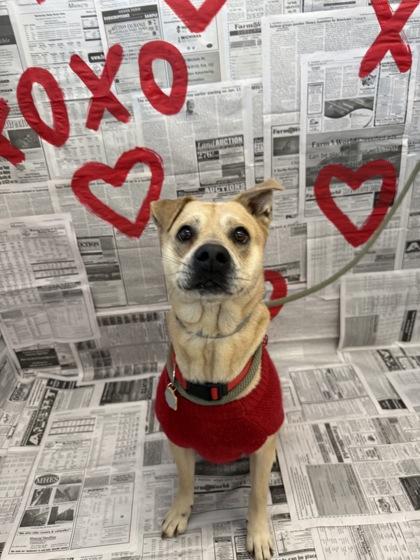 Enlarge Kingston, a Adoptable mixed breed in Lafayette, IN image 1/3