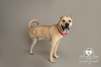 Enlarge Kingston, a Adoptable mixed breed in Lafayette, IN image 2/3