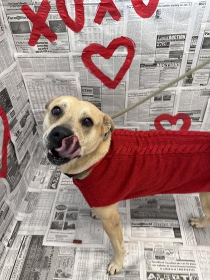 Enlarge Kingston, a Adoptable mixed breed in Lafayette, IN image 3/3