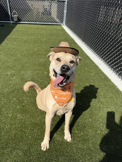 Enlarge Kingston, a Adoptable mixed breed in Lafayette, IN image 3/3