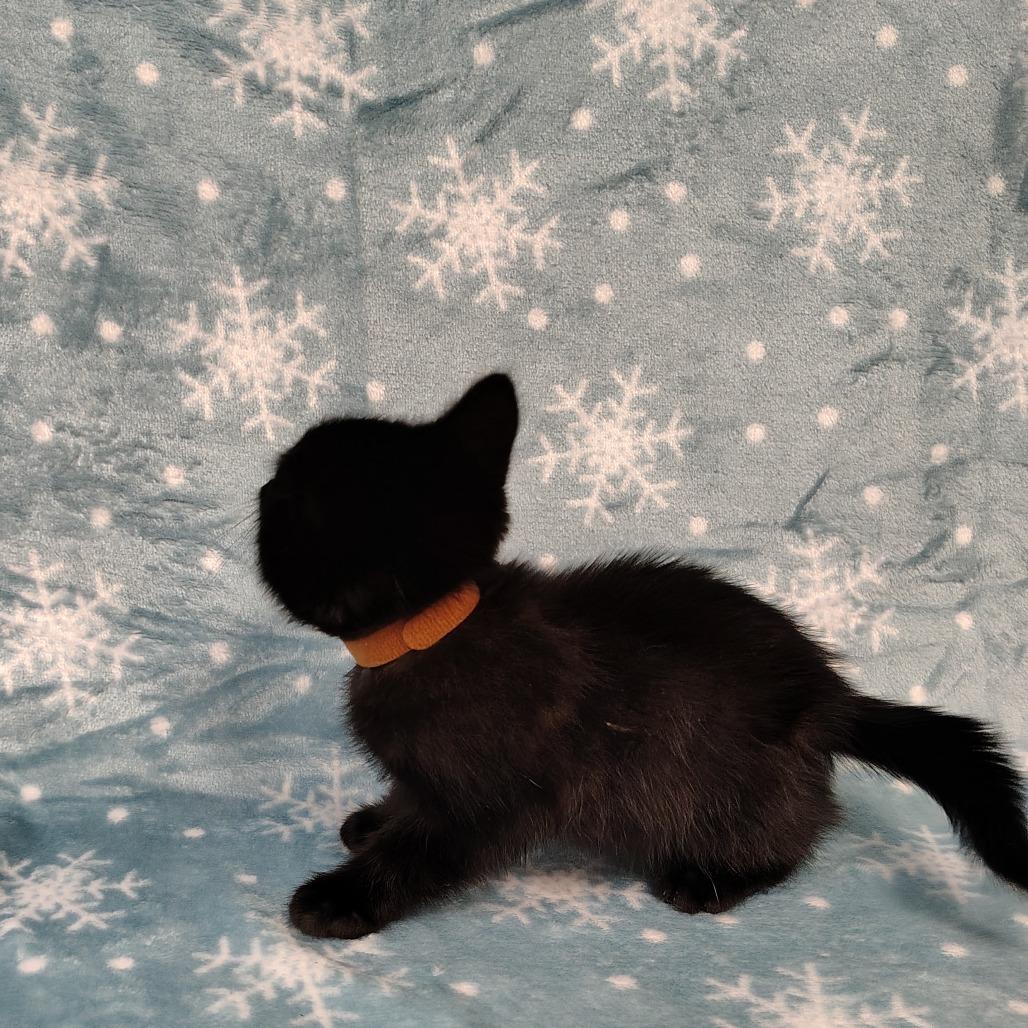 Aramis(brown collar), Adoptable, Kitten Female American Shorthair & Siamese.