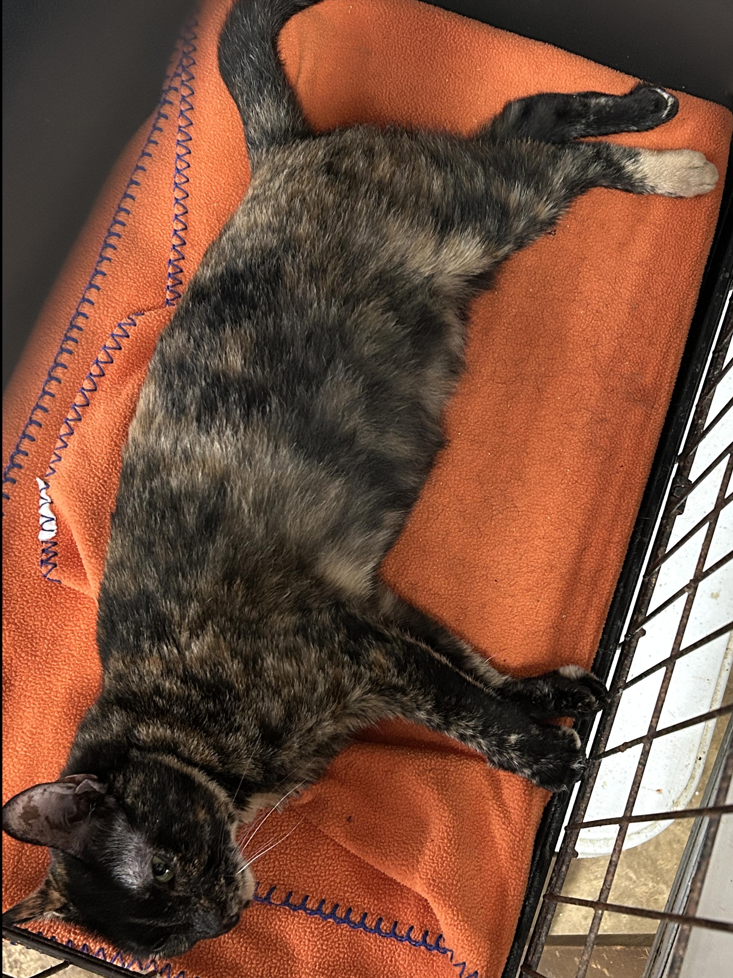 Enlarge Momma Tort, a Adoptable Tortoiseshell in Marble Falls, TX image 6/6