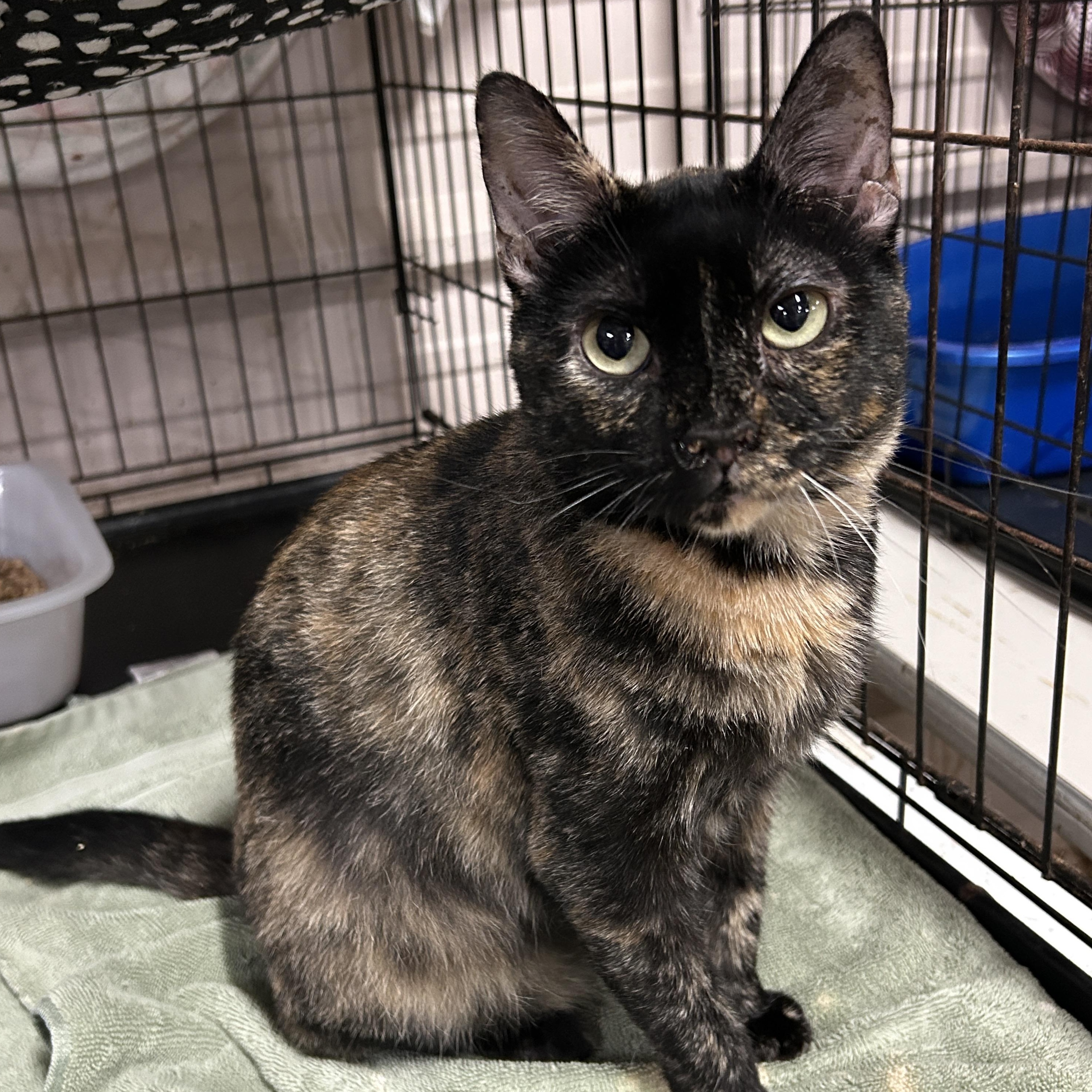 Momma Tort, Adoptable, Adult Female Tortoiseshell.