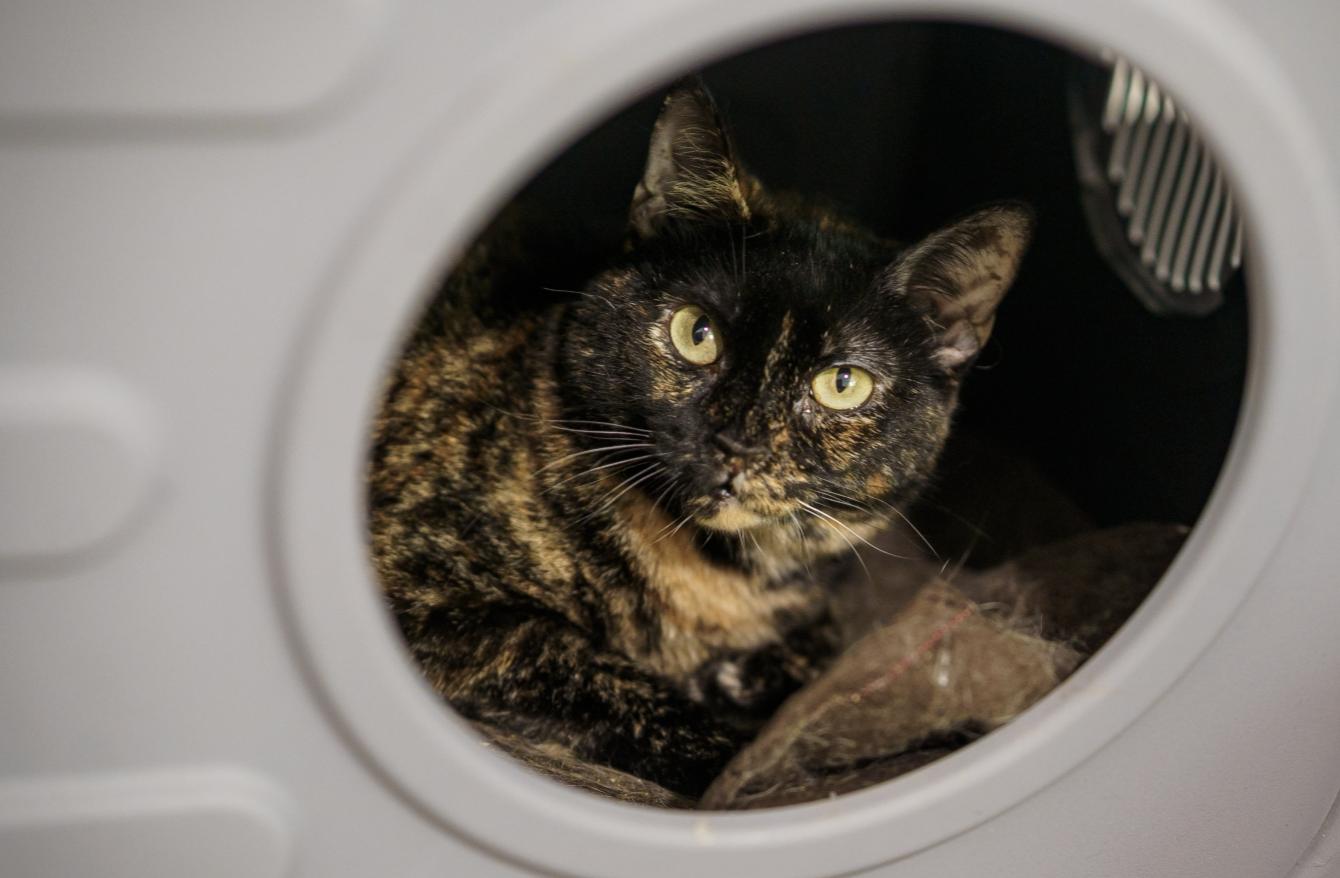 Enlarge Momma Tort, a Adoptable Tortoiseshell in Marble Falls, TX image 1/5