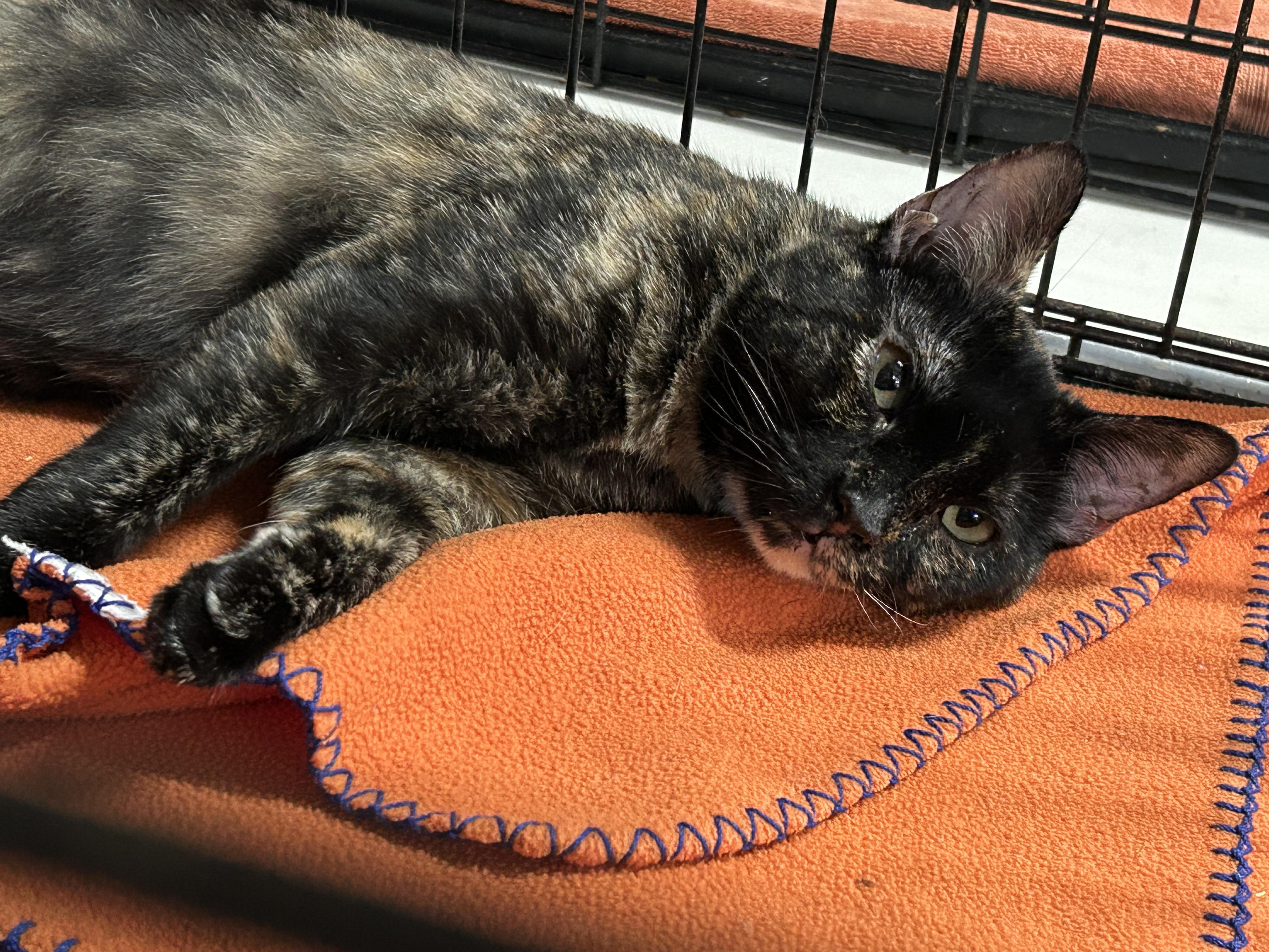 Enlarge Momma Tort, a Adoptable Tortoiseshell in Marble Falls, TX image 3/6