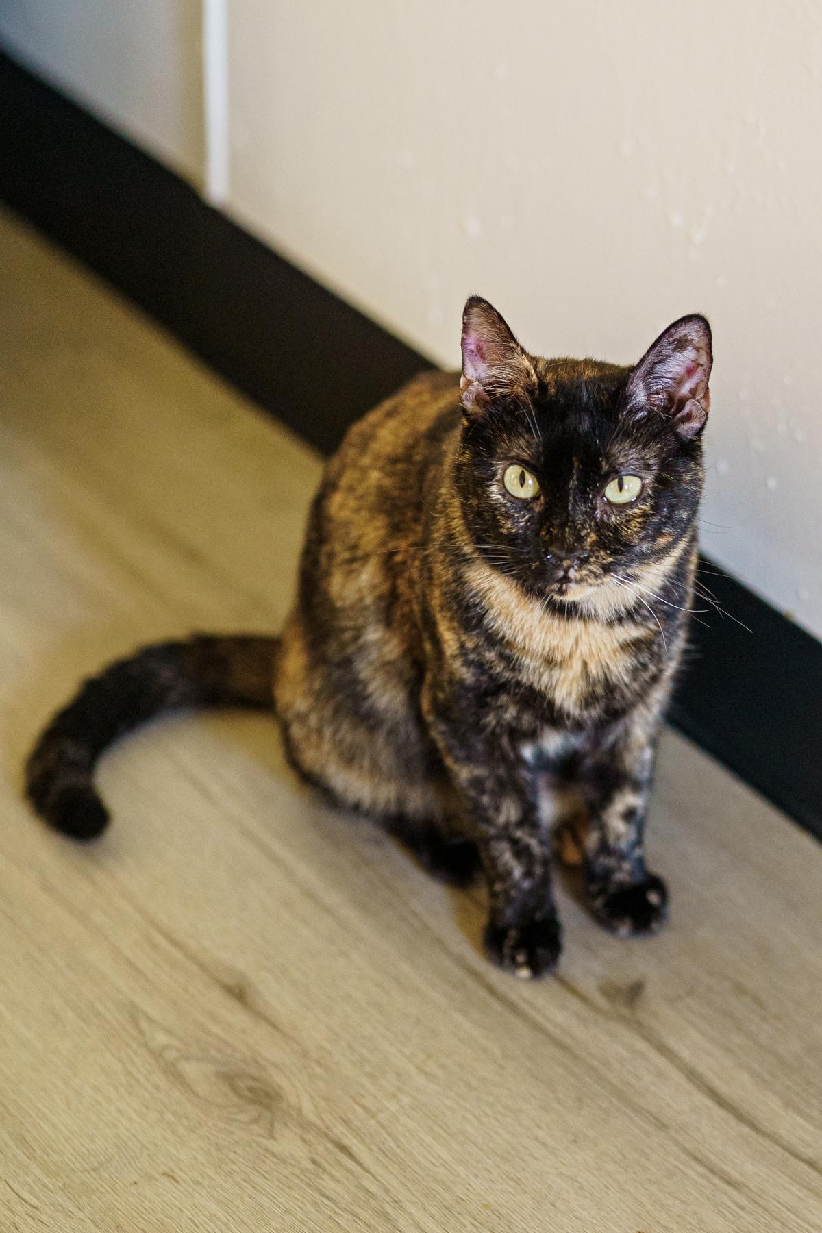 Enlarge Momma Tort, a Adoptable Tortoiseshell in Marble Falls, TX image 2/5