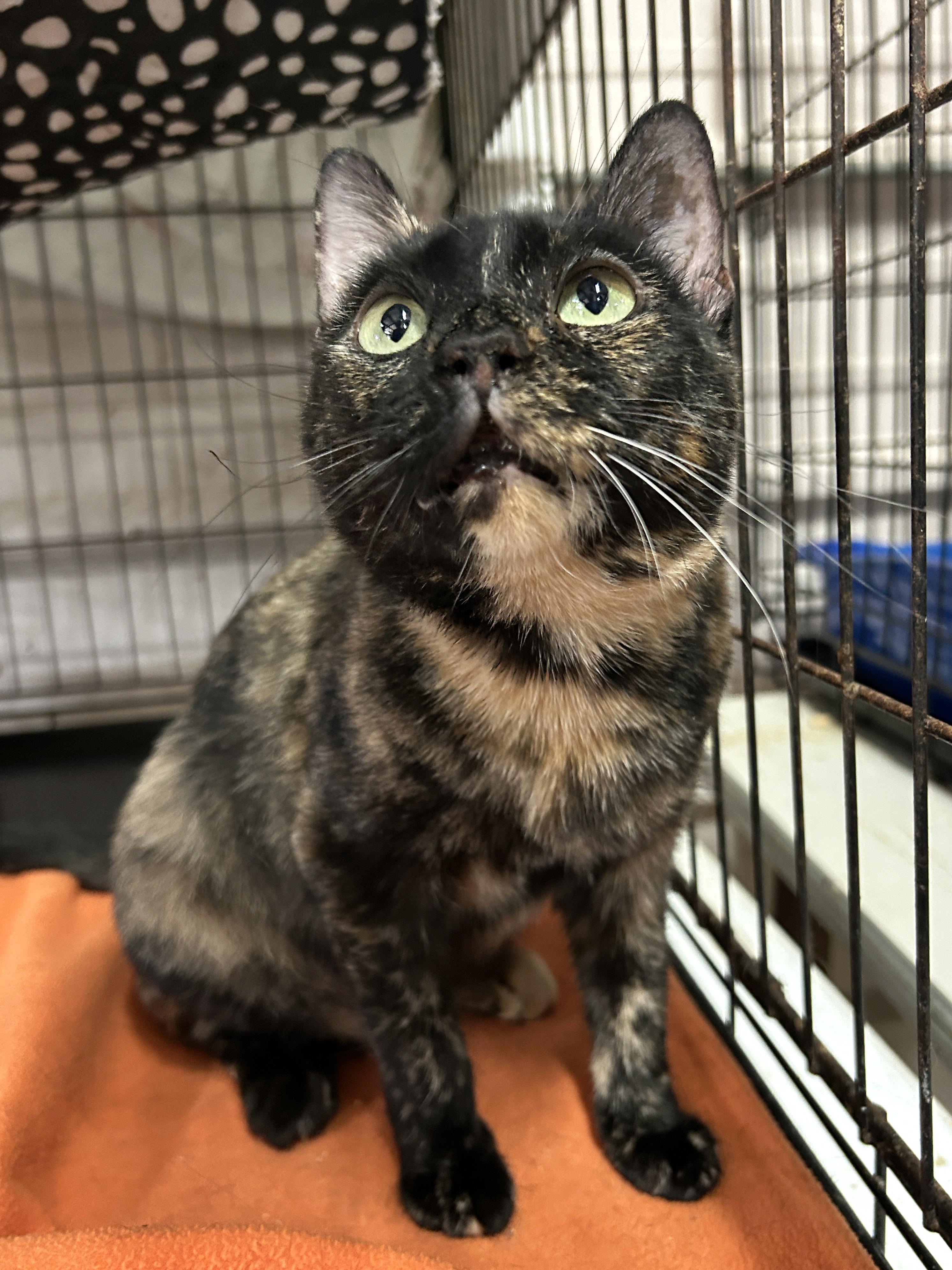 Enlarge Momma Tort, a Adoptable Tortoiseshell in Marble Falls, TX image 5/6