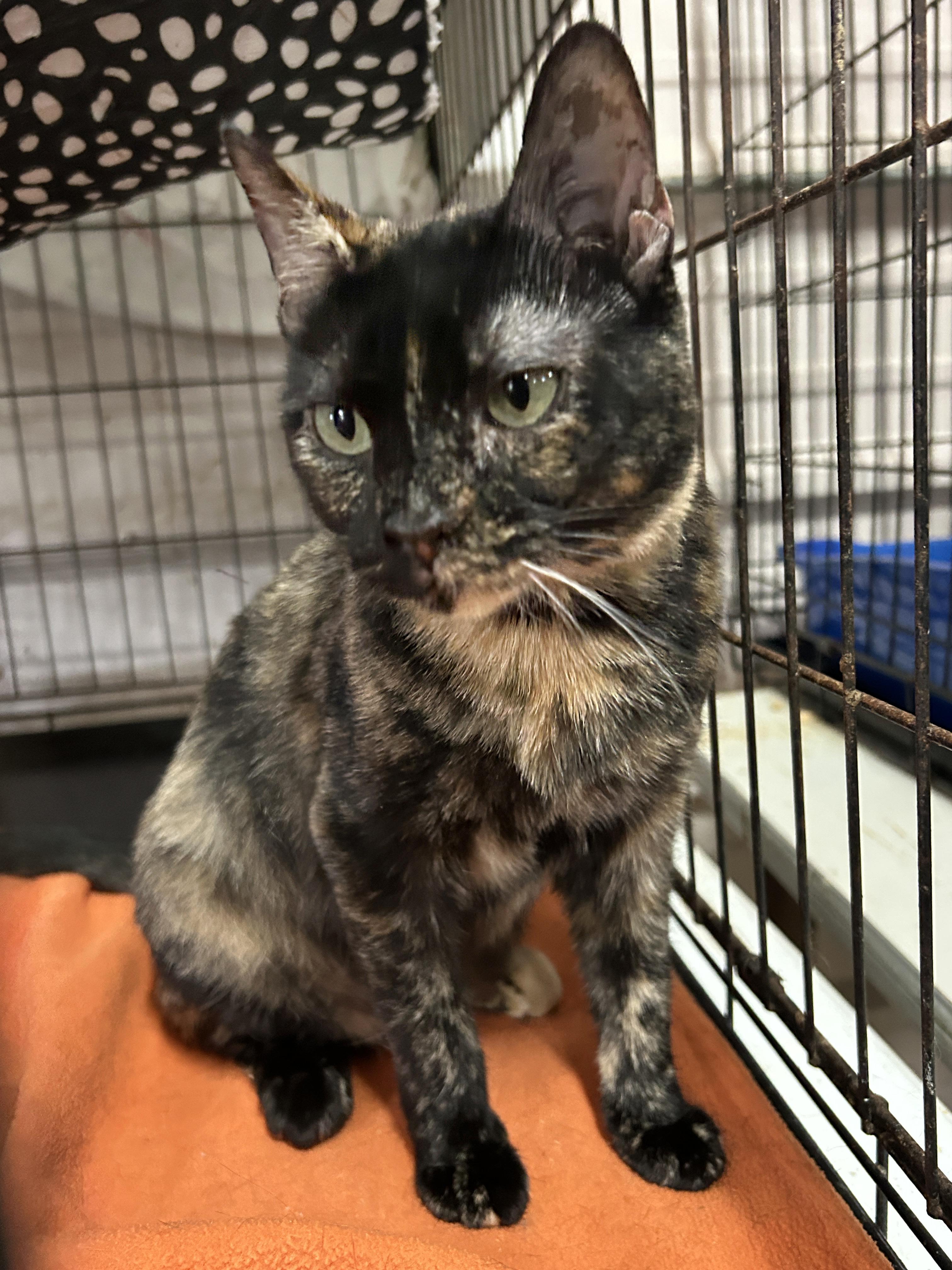 Enlarge Momma Tort, a Adoptable Tortoiseshell in Marble Falls, TX image 2/6