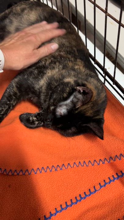 Enlarge Momma Tort, a Adoptable Tortoiseshell in Marble Falls, TX video 4/6