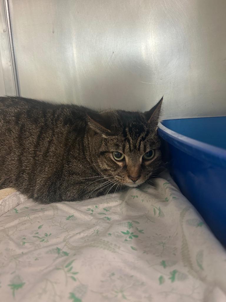 Teddy, Adoptable, Adult Male Domestic Short Hair.