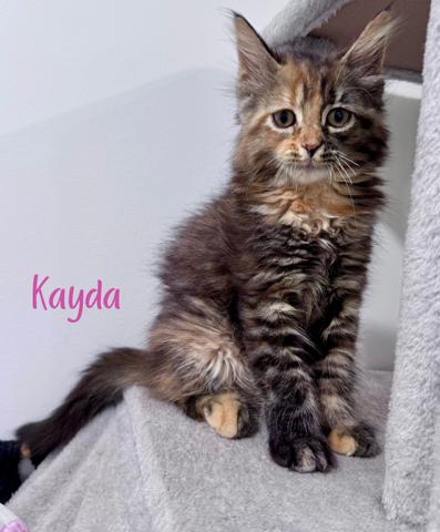 Kayda, an adopted Domestic Long Hair in Lacona, NY image 3/3