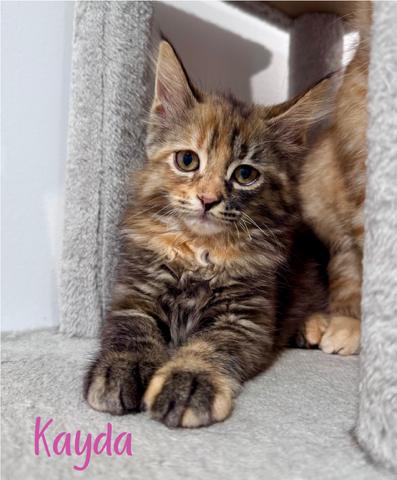 Kayda, adopted, Kitten Female Domestic Long Hair.