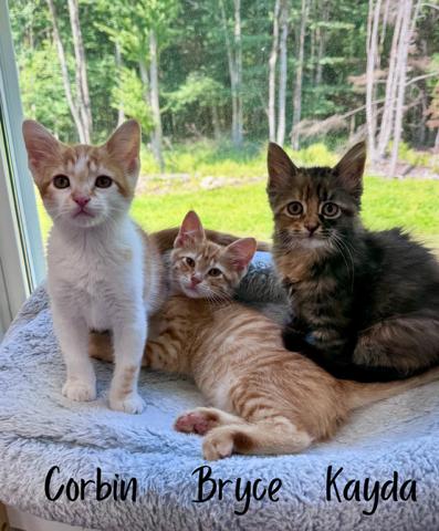 Kayda, an adopted Domestic Long Hair in Lacona, NY image 2/3