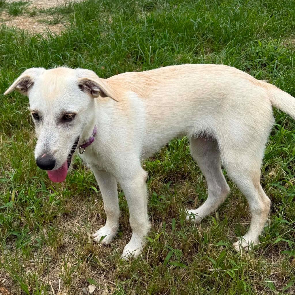 Pablo, Adoptable, Puppy Male Mixed Breed.