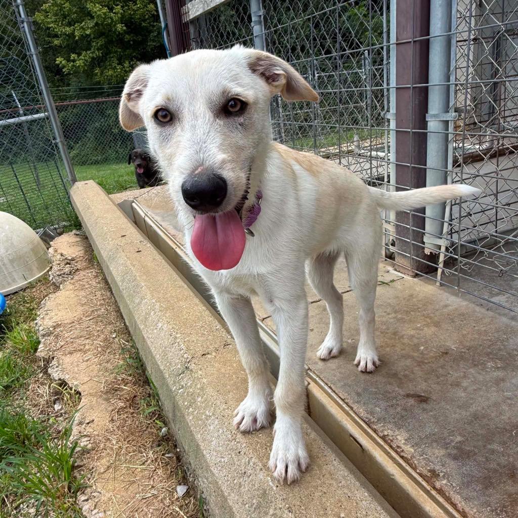Enlarge Pablo, a Adoptable mixed breed in Morgantown, KY image 2/5