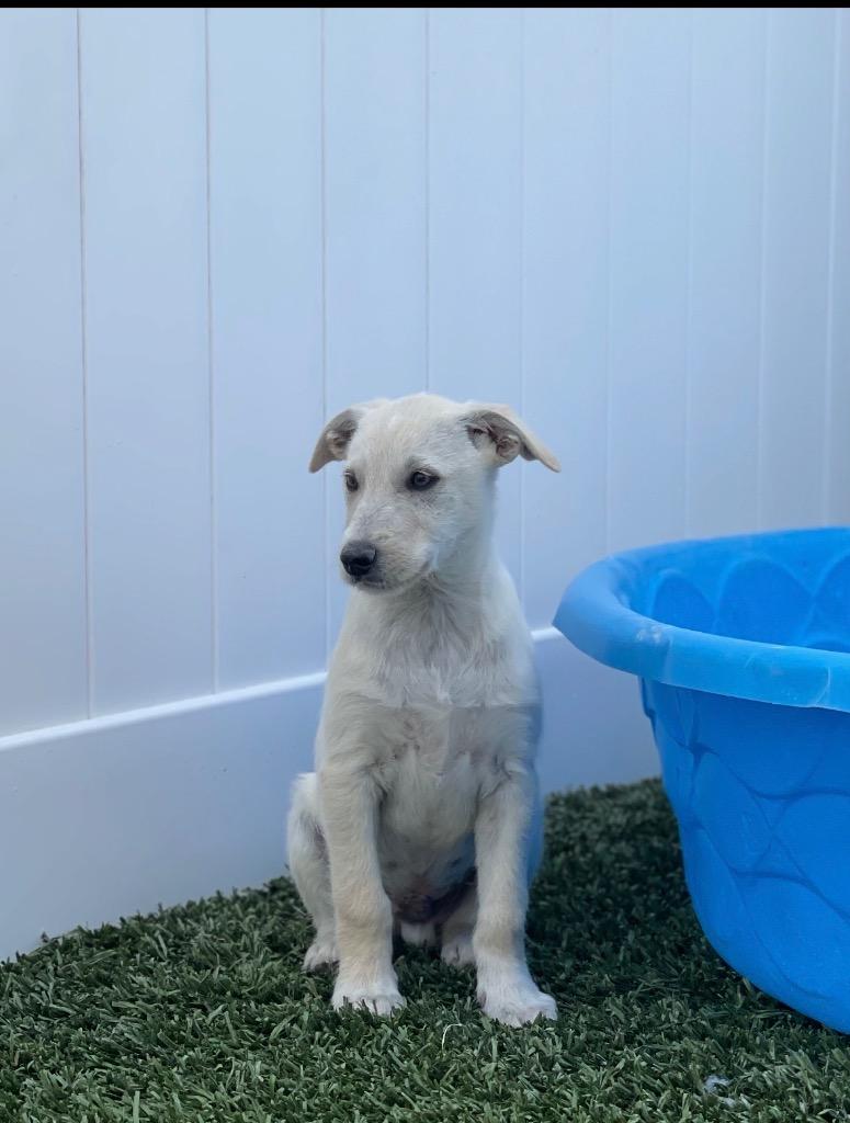 Mcmurdough Pup 4, Adoptable, Puppy Male Mixed Breed.