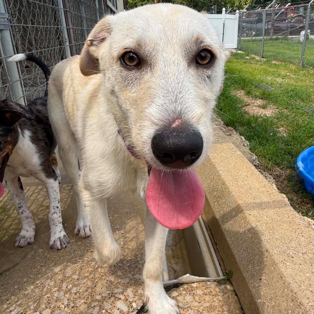 Enlarge Pablo, a Adoptable mixed breed in Morgantown, KY image 4/5
