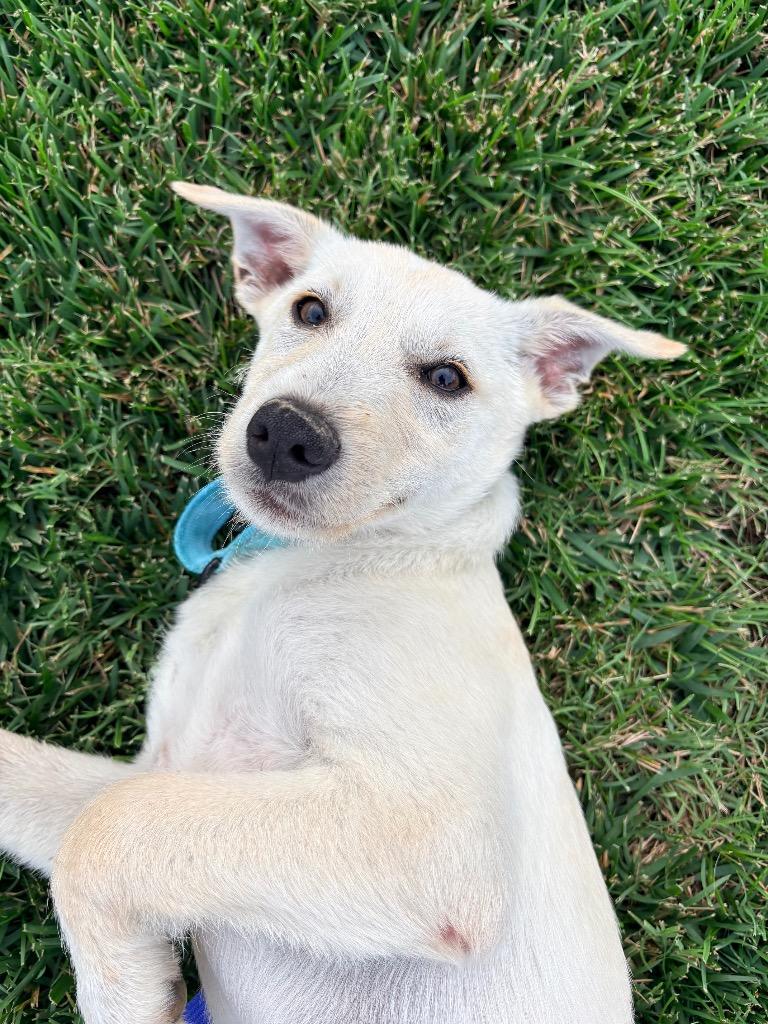 Flicker, a Adoptable mixed breed in Morgantown, KY image 2/2