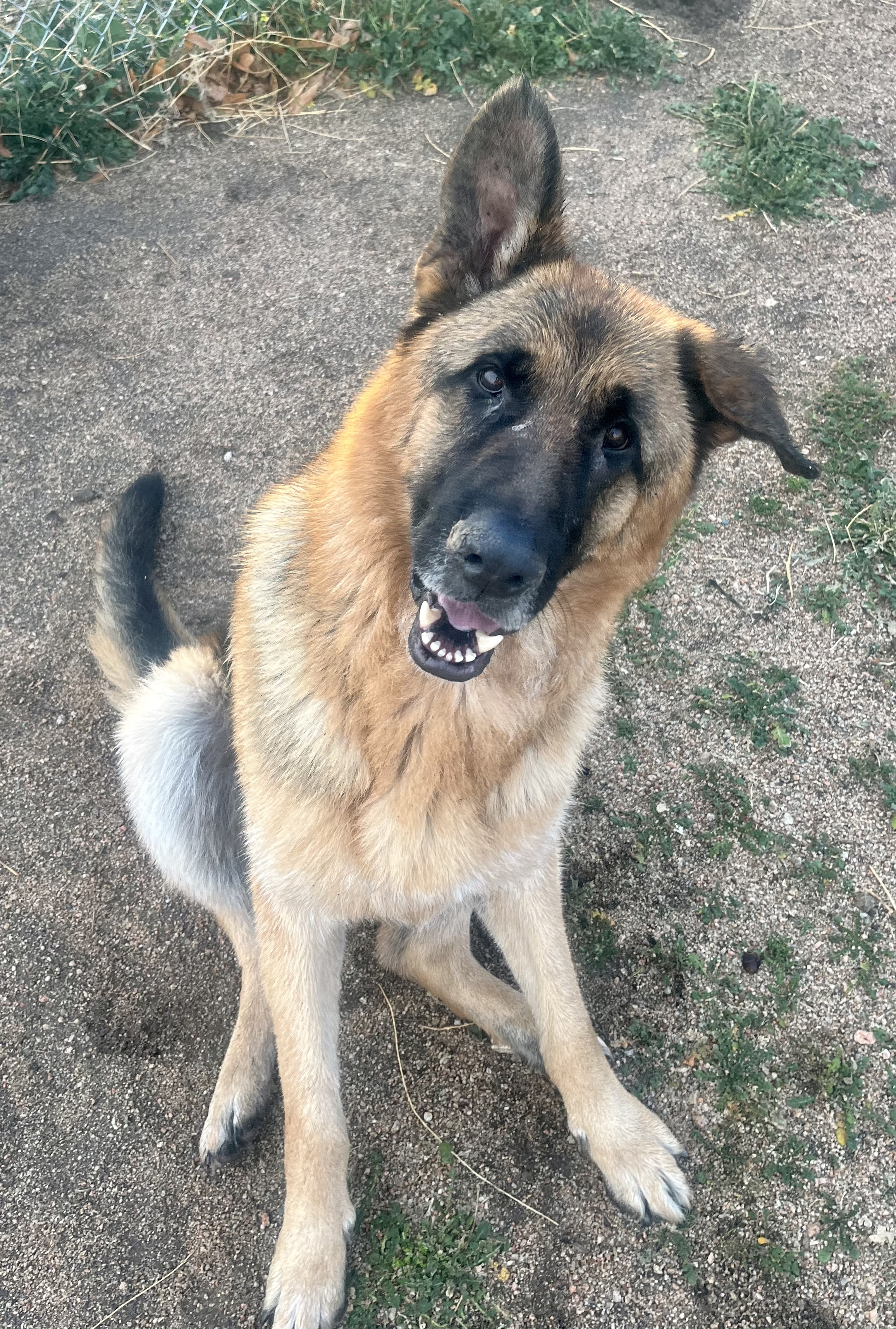 Toby